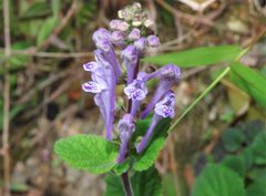Scutellaria indica