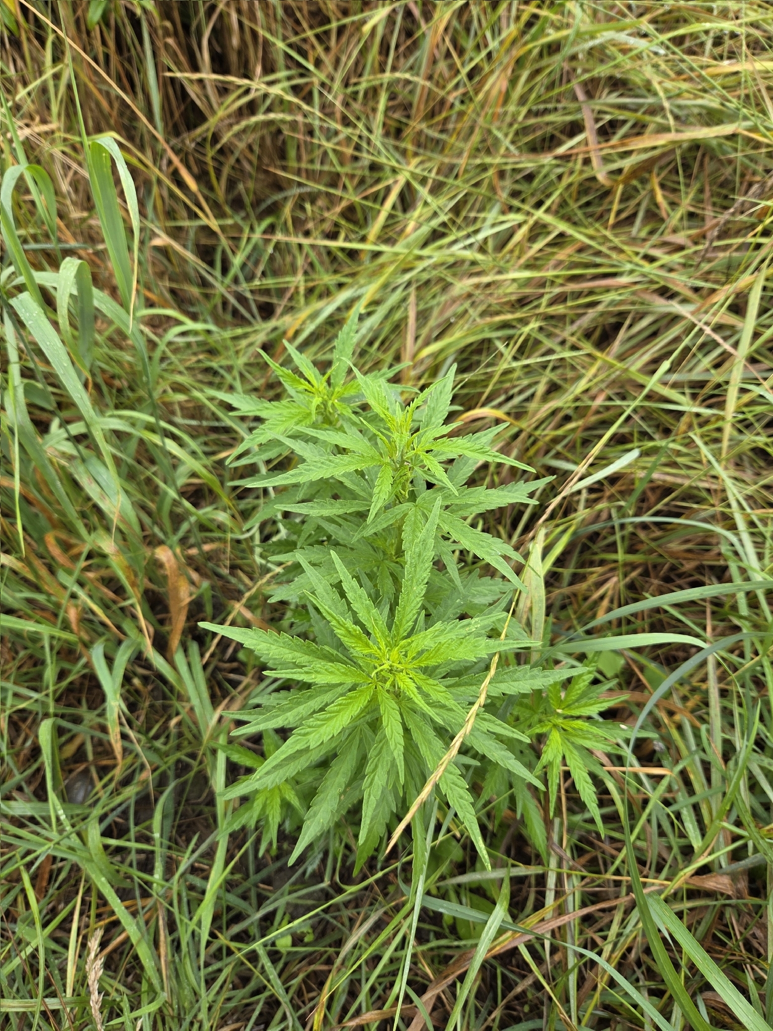 Imagem de Maconha