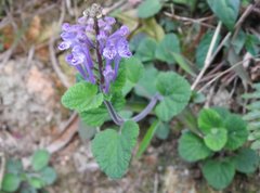 Scutellaria indica