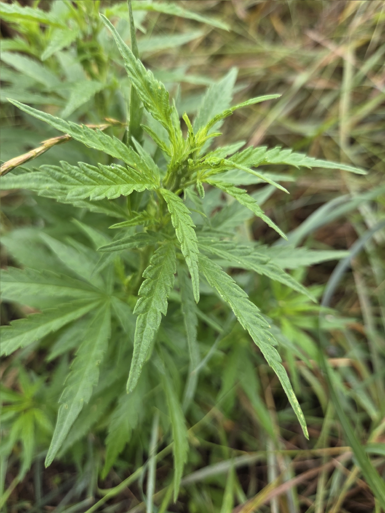 Imagem de Maconha