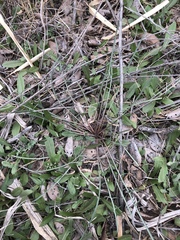 Scorzonera laciniata