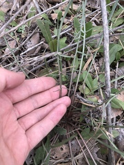 Scorzonera laciniata