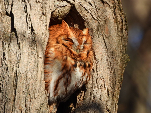 Eastern Screech-Owl observed by devlin61