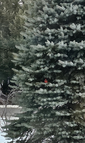 Northern Cardinal observed by bobh340