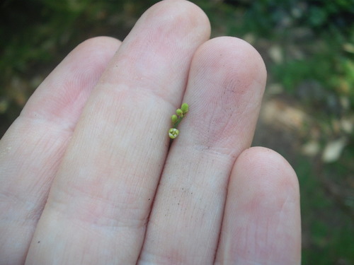 Image of Mawhai (Cassytha paniculata) by (c) Stephen Thorpe, some rights reserved (CC BY)