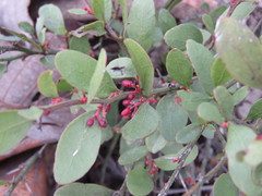 Ximenia parviflora