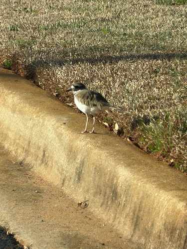 Killdeer observed by suttonvan123