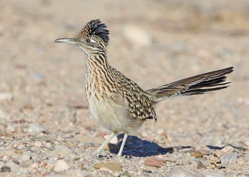 Greater Roadrunner observed by adkonings