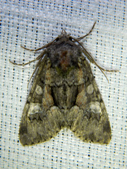 Xylenini