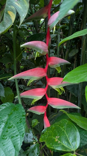 Heliconia chartacea, photograph 4