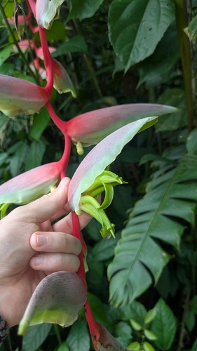 Heliconia chartacea, photograph 5