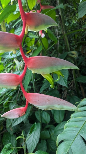 Heliconia chartacea, photograph 6