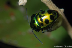 Chrysocoris eques