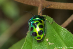 Chrysocoris eques