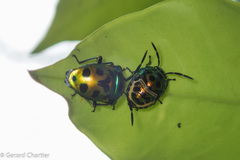 Chrysocoris eques