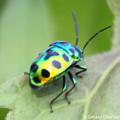 Chrysocoris eques