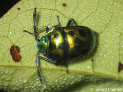 Chrysocoris eques