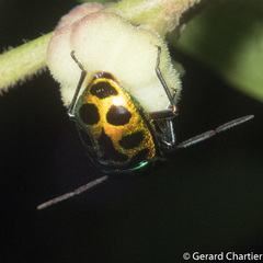 Chrysocoris eques