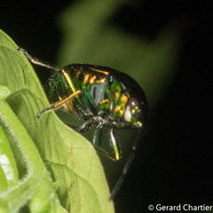 Chrysocoris eques