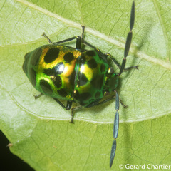 Chrysocoris eques