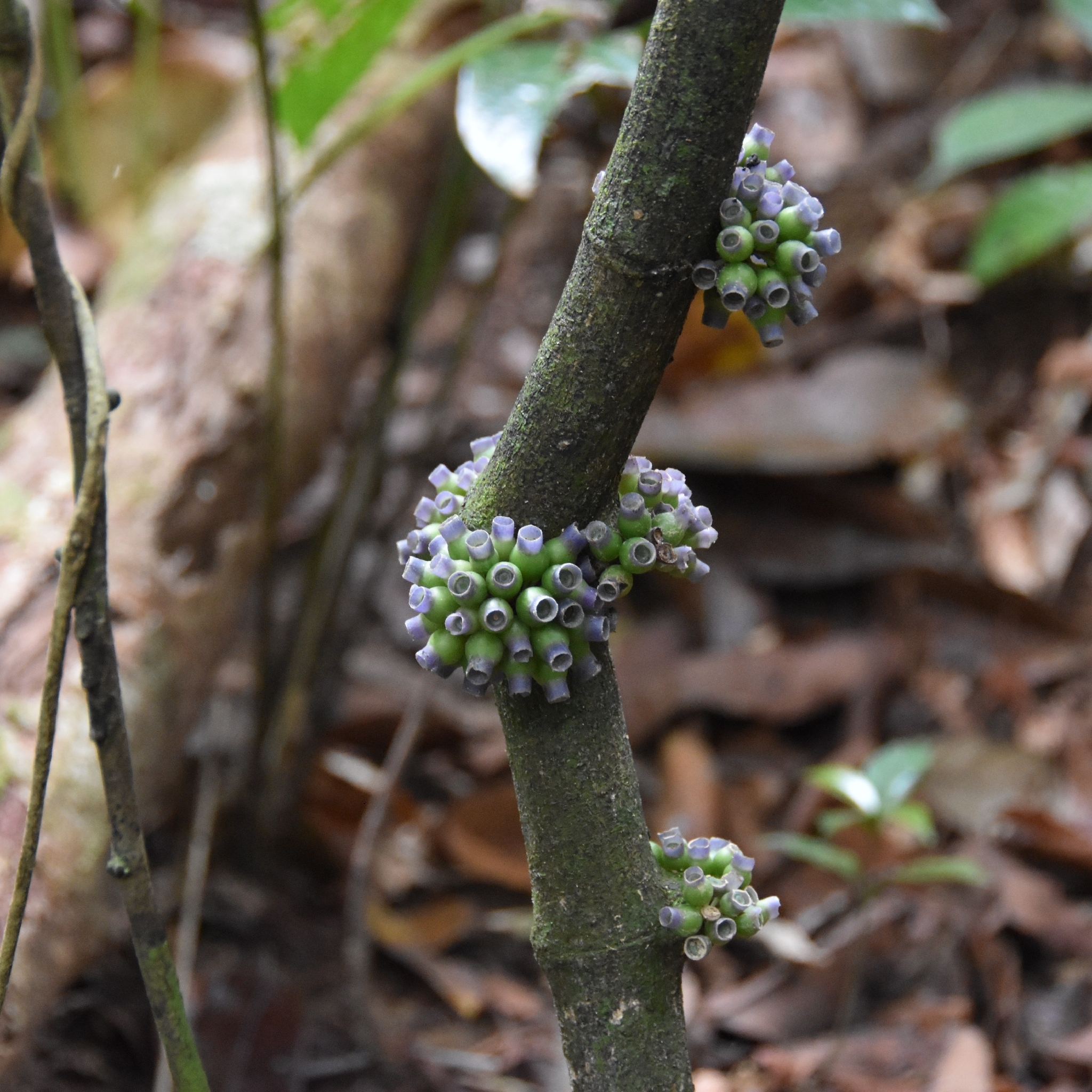 Pauridiantha cauliflora