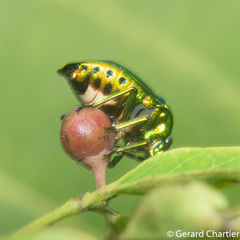 Chrysocoris eques