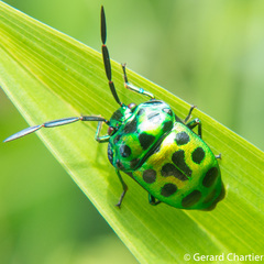 Chrysocoris eques