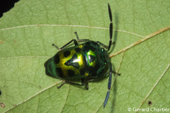 Chrysocoris eques