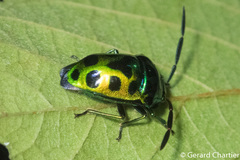 Chrysocoris eques