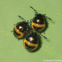 Chrysocoris eques