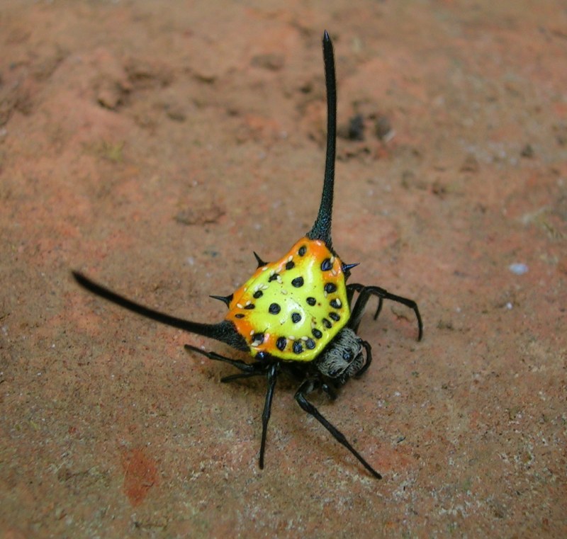 Gasteracantha dalyi