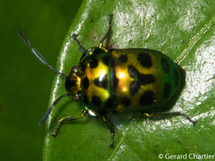 Chrysocoris eques