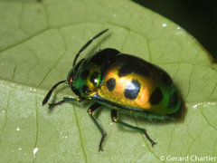 Chrysocoris eques