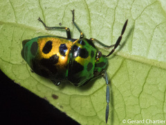 Chrysocoris eques