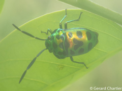 Chrysocoris eques