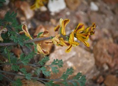 Corydalis curvisiliqua