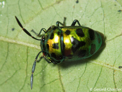 Chrysocoris eques