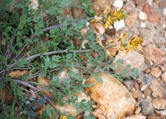 Corydalis curvisiliqua