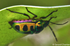 Chrysocoris stollii