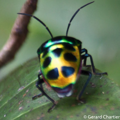 Chrysocoris stollii