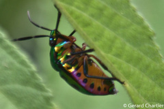 Chrysocoris stollii