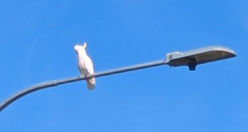 Sulphur-crested Cockatoo (Cacatua galerita), photo 7