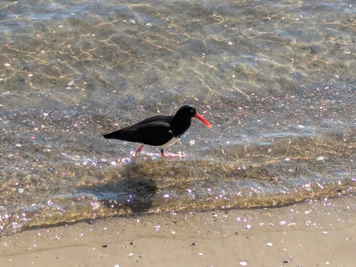 Pied Oystercatcher (Haematopus longirostris), photo 4