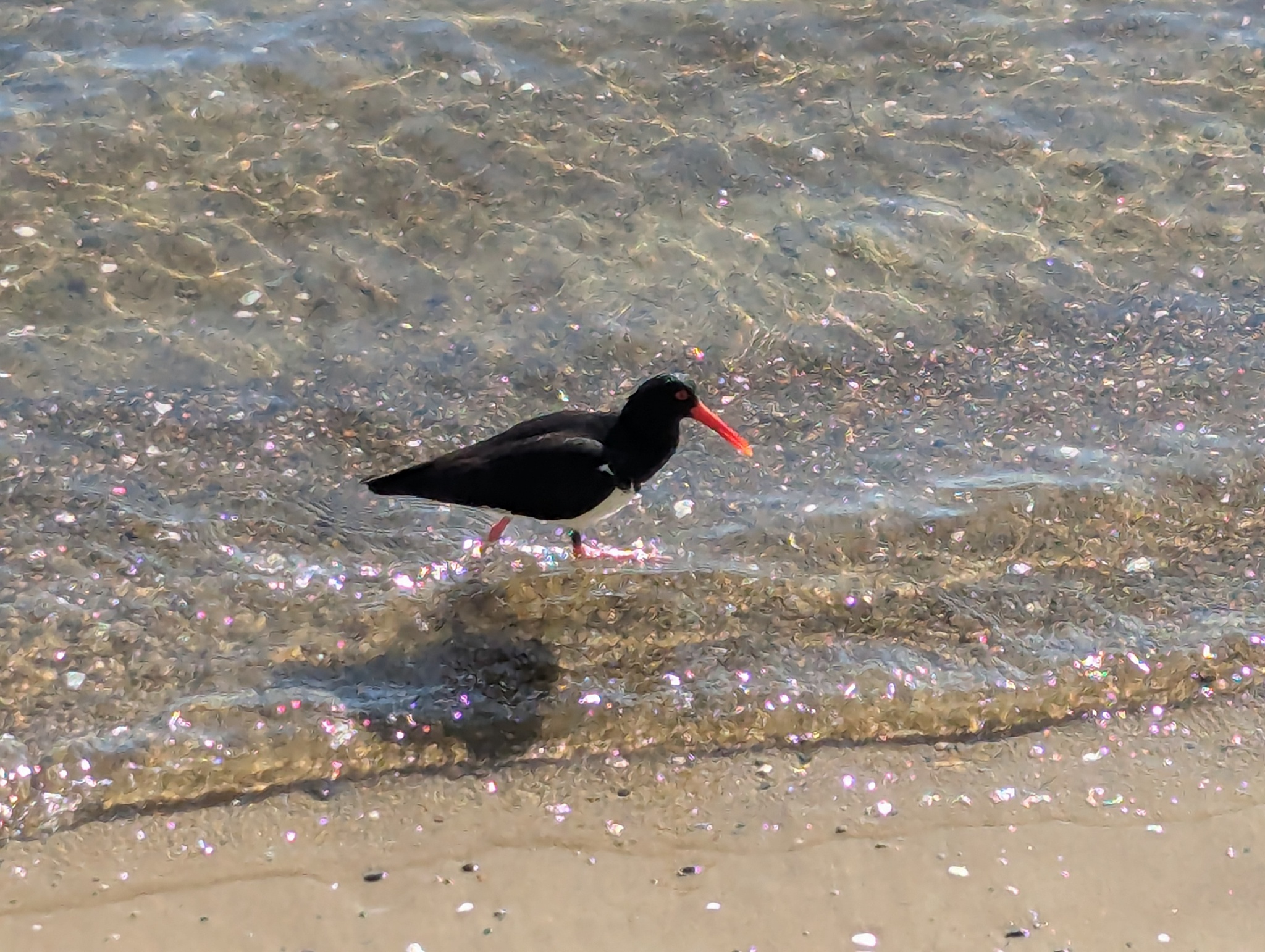 Pied Oystercatcher (Haematopus longirostris), photo 4