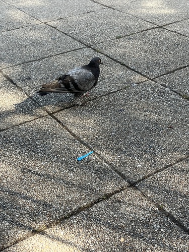 Paloma asiática bravía observed by sur_endemico