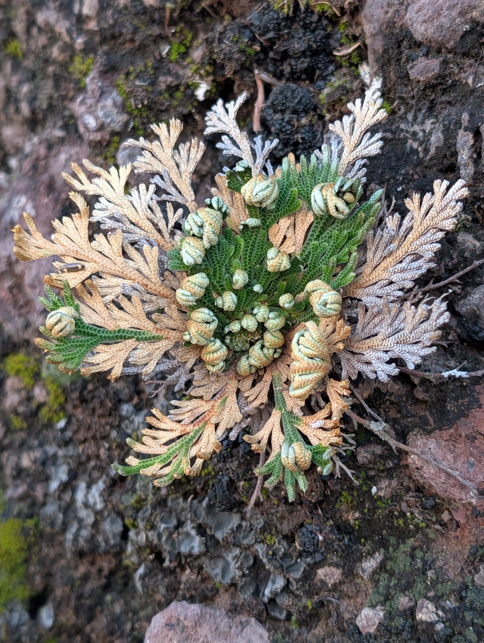 Rose of Jericho