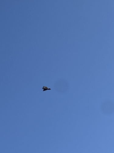 Turkey Vulture observed by judemagann