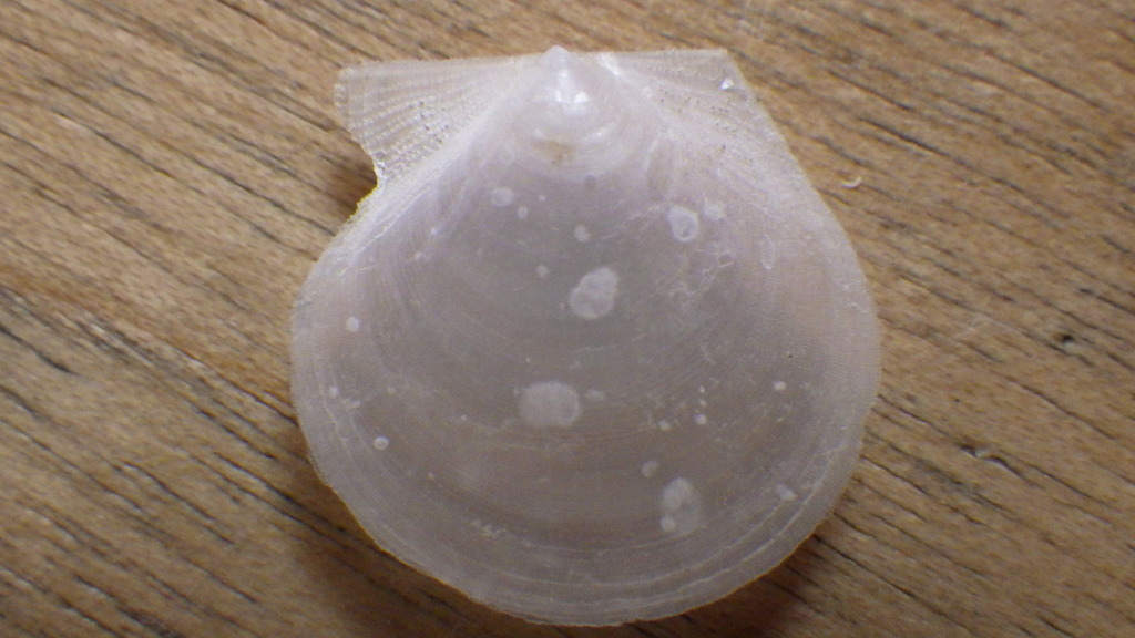Delectopecten macrocheiricola