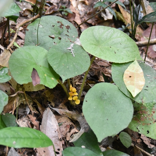 Begonia erectotricha