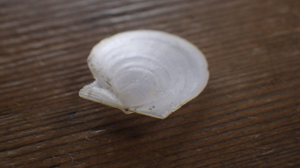 Delectopecten macrocheiricola